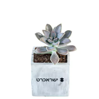 סוקולנט אמיתי בכלי בטון מעוצב ממותג שונטל עם לוגו למתנות לעובדים